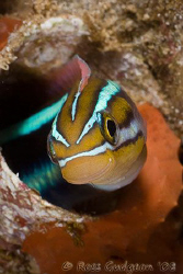 Blue Striped Fangblenny.  Ningaloo Reef, Western Australi... by Ross Gudgeon 